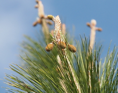[A branch coming out from some very long needles has one tiny pine cone at the top. About two inches below the top is a row of three pine cones growing from the branch.]